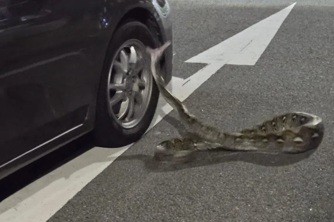 There were “loud, popping noises” when the snake struck at the vehicles for over 30 minutes, an eyewitness said.