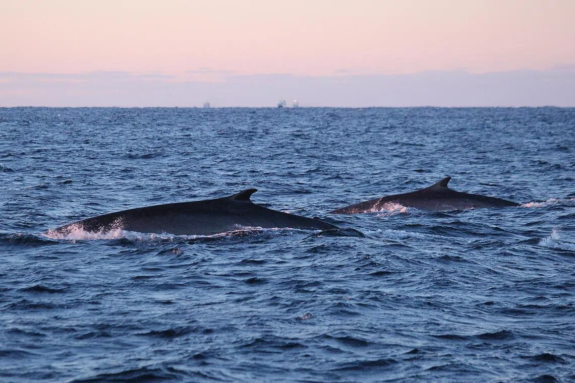 Icelandic public broadcaster RUV reported that two fin whales were killed.