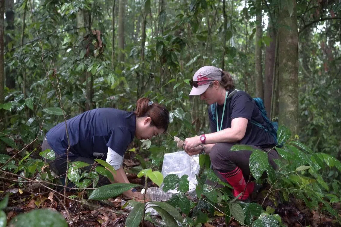 Ong Xin Rui (left) and Eleanor Slade preparing a trap using plastic bottles and disposable plates at one of the 50 sites of the Central Catchment Nature Reserve. Slade is holding bait made of human faeces wrapped in a thin cloth, to attract dung beetles to the trap.