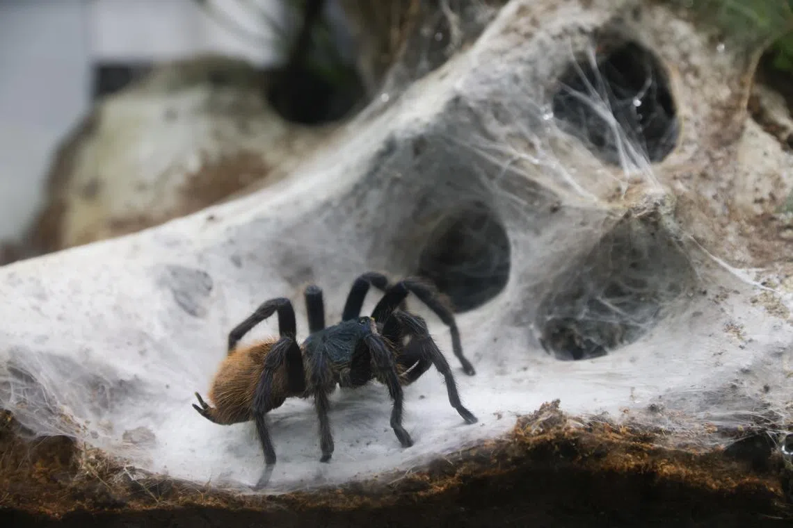 The man had almost 100 animals, including tarantula spiders, with him when he was caught.