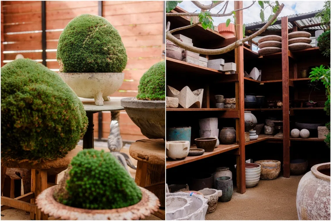 How to turn houseplants into home decor