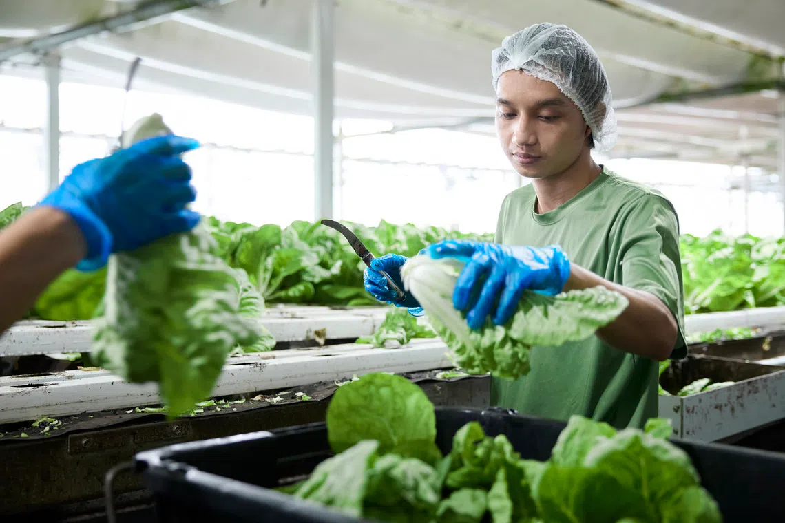 Green Harvest workers harvesting green leafy vegetables 