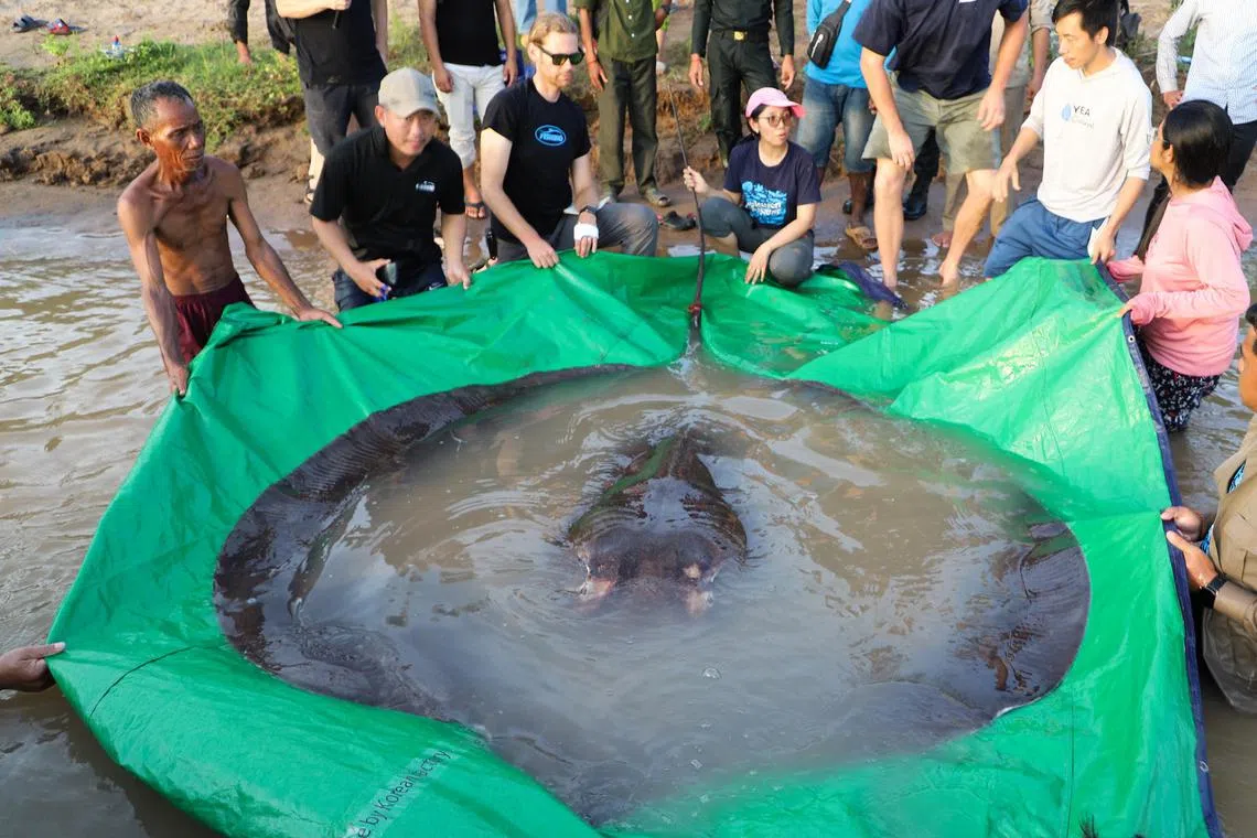 An enormous stingray caught by a fisherman in Cambodia has become the world's largest fish. The 13ft-long (3.96 metres) giant freshwater stingray weighing 661lbs (300kg) was hooked in the Mekong River in Stung Treng province in the northeast of Cambodia on June 13, 2022. It was released on January 20.