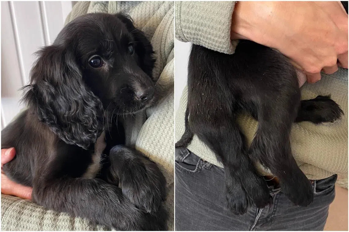 The 11-week-old dog has two additional back legs and the beginnings of an additional vulva.