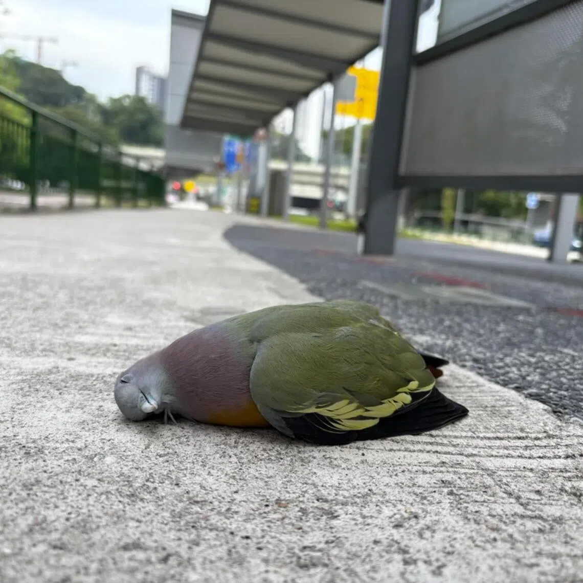 hsbird - Mr Jimmy Tan, a 52-year-old freelance editor, posted a video on social media platform Facebook on Nov 10 showing an unmoving pink-necked green pigeon lying on the ground at bus stop 43899.

credit: Jimmy Tan