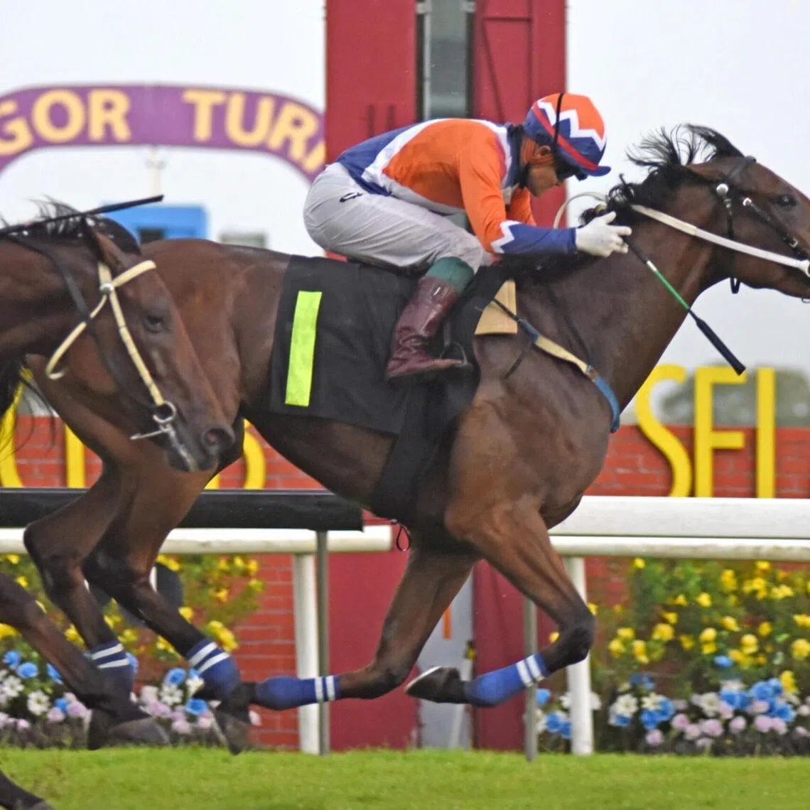 Jinling Starblitz - Jinling Starblitz


PHOTO; SELANGOR turf CLUB