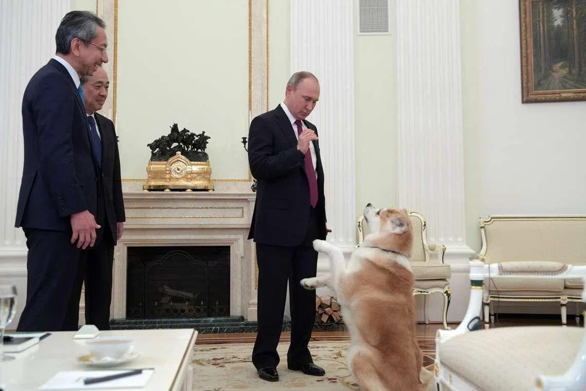 The Akita prefectural government presented Yume, an Akita, to  Russian President Vladimir Putin in July 2012.