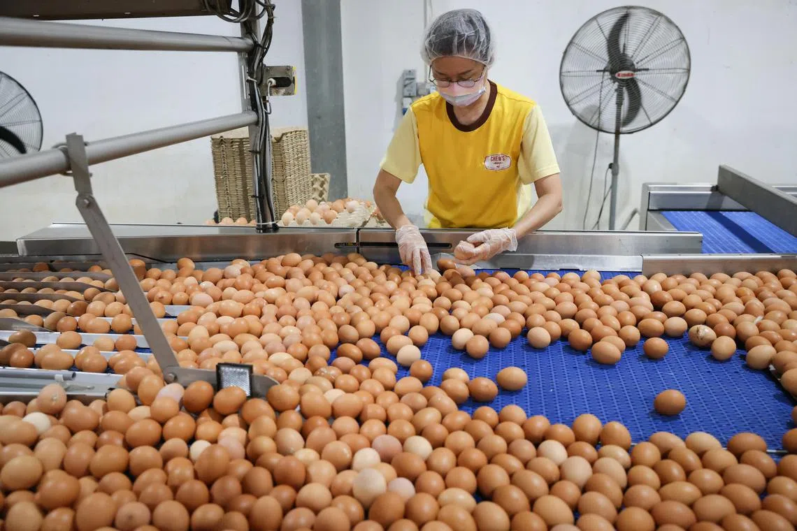 Eggs at Chew's Agriculture being brought in for processing and packing. The farm produces about 800,000 eggs a day.
