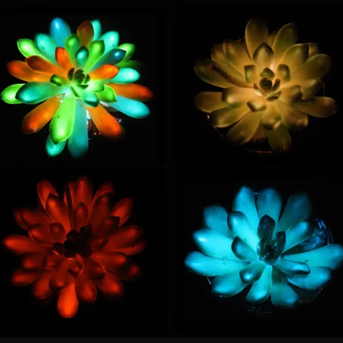 Succulents – called Echeveria “Mebina” – are seen here radiating in hues of red, blue and green.