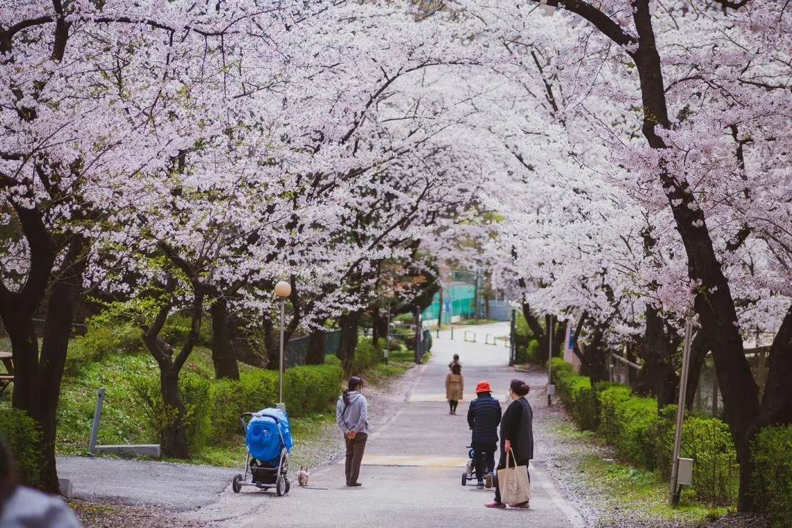 South Korea's weather agency said the unusually warm weather is due to warm easterly winds flowing from northern to southern areas.