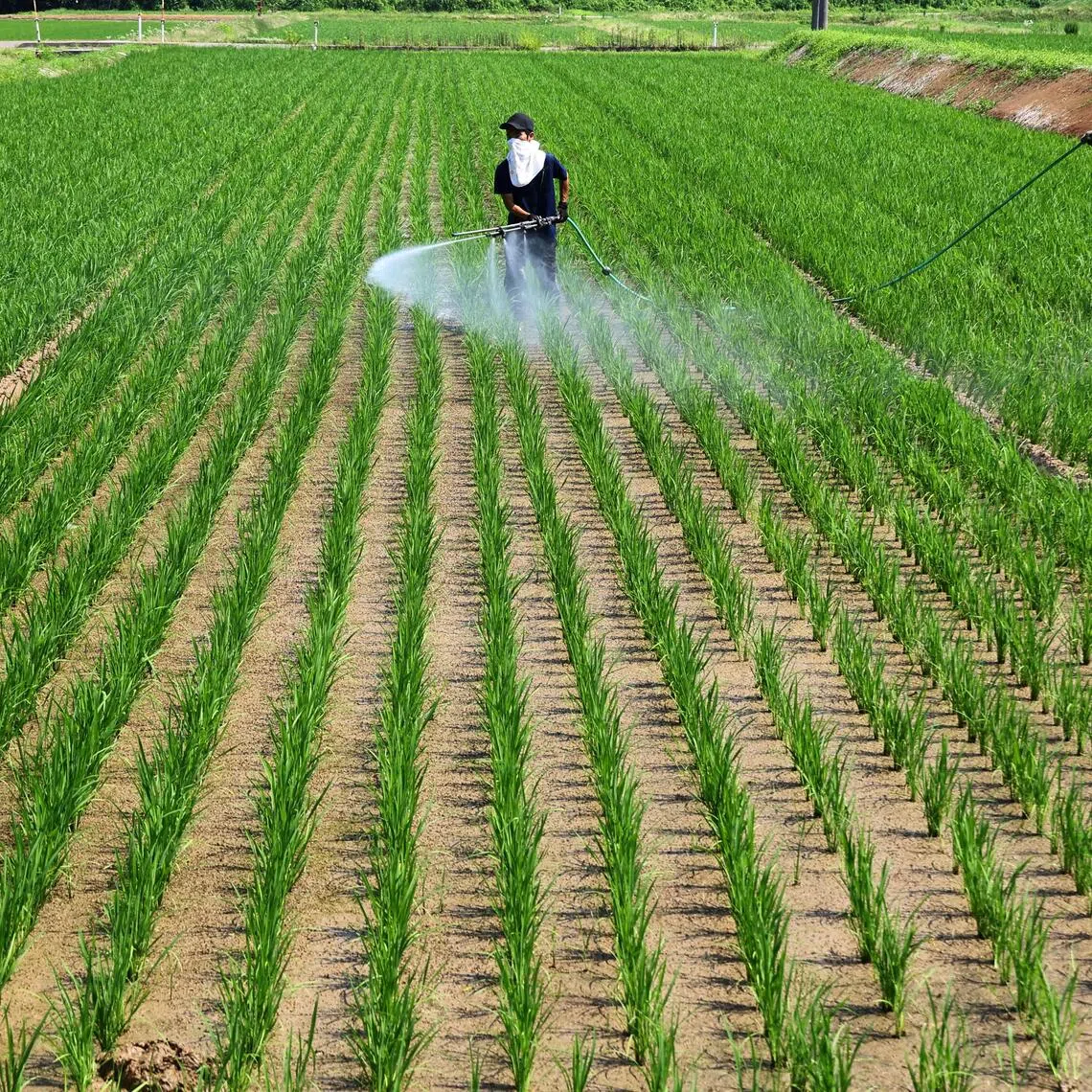 Farmers, who depend on rice for livelihood, face challenges such as weather extremes, rising costs for machinery and lower prices for their product.