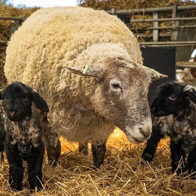 Fiona the sheep welcomed two healthy lambs - a boy and a girl - on the night of Feb 10 at the Dalscone Farm in Dumfries, Scotland. 