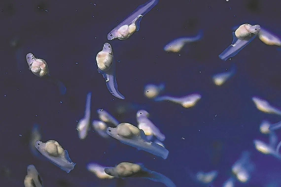 Chinese sturgeons artificially bred in Shanghai.