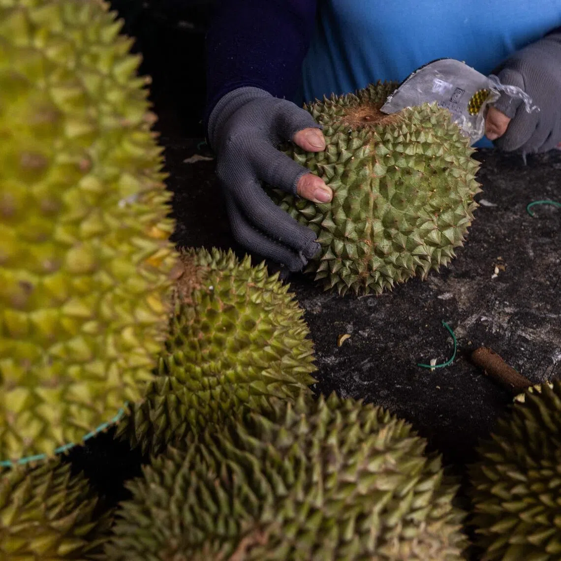 A Penang trader lost baskets of prized Black Thorn durian variety in two break-ins just days apart.