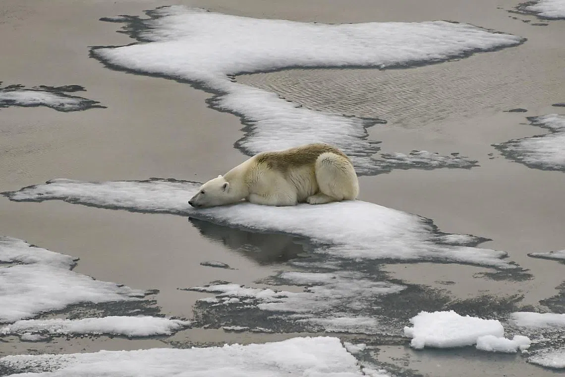 (FILES) A polar bear is seen on ice floes in the British Channel in the Franz Josef Land archipelago on August 16, 2021. Global temperatures "smashed" heat records last year, as heatwaves stalked oceans and glaciers suffered record ice loss, the United Nations said on March 19, 2024, warning 2024 was likely to be even hotter. The annual State of the Climate report by the UN's World Meteorological Organization confirmed preliminary data showing 2023 was by far the hottest year ever recorded. (Photo by Ekaterina ANISIMOVA / AFP)