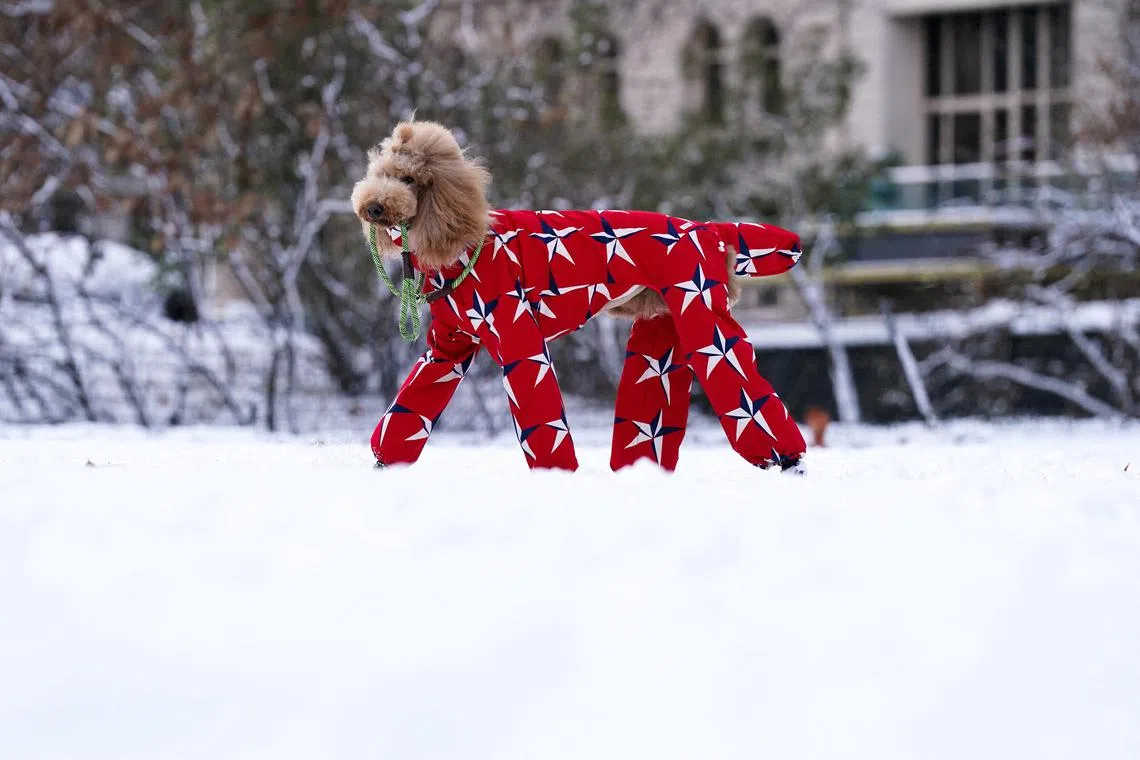 A standard poodle named Kane, walks in Central Park after the city’s first snowfall of the season, on the first day of winter in the Manhattan borough of New York City, U.S. December 21, 2024. REUTERS/Adam Gray     TPX IMAGES OF THE DAY     