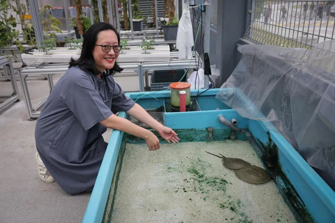 Year of the Horse: Inside Singapore’s first effort to captive-breed coastal horseshoe crabs