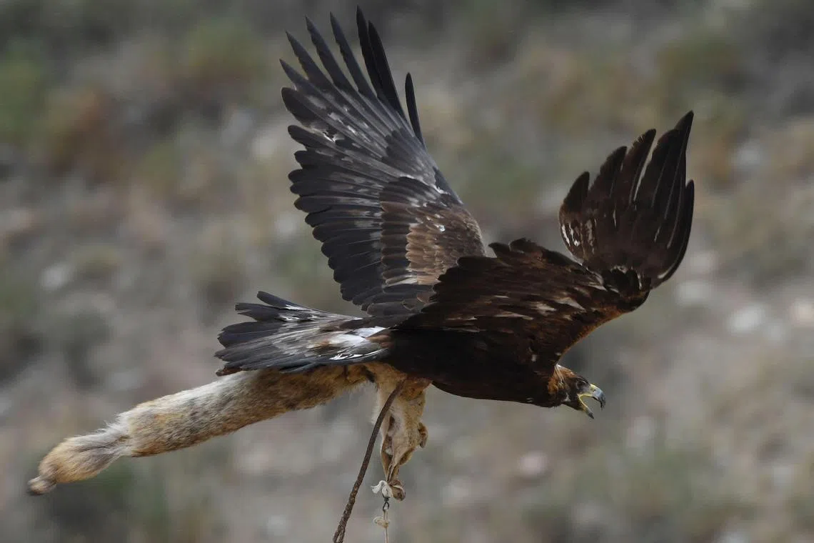 An ornithologist described the golden eagle's behaviour as “completely unfamiliar”. Researchers have theorised that the eagle may have been fed by humans. . 