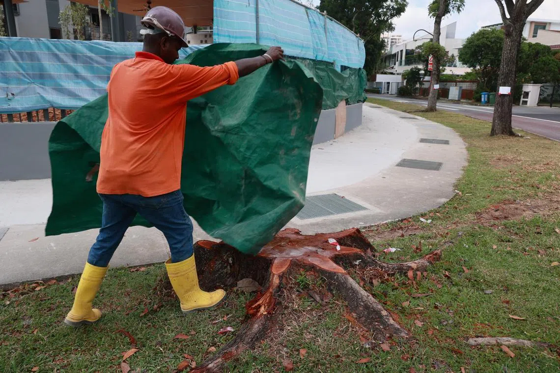 SM20230515-PhuahHG01 / 潘丰源 / 冯凯麟 / Tree cut for cycle path / Hougang Ave 2