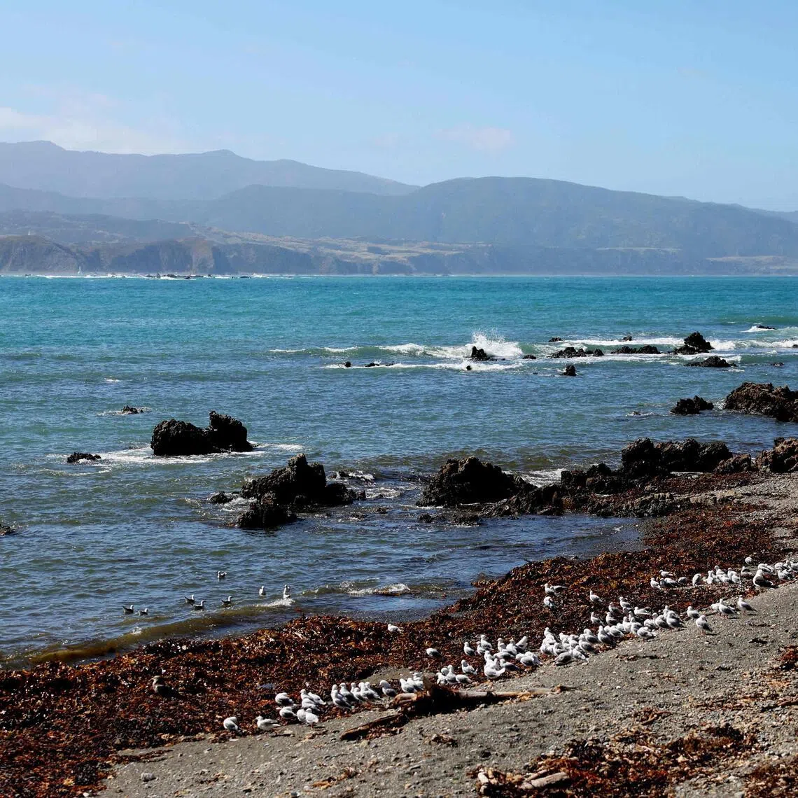 Millions of litres of raw sewage have flown into the waters off Wellington's southern coast beaches since the breakdown of the Moa Point facility on Feb 4. 