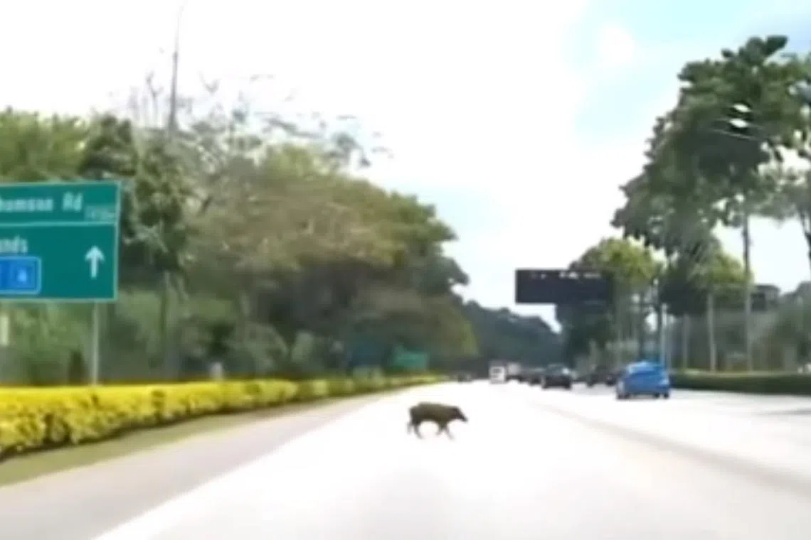 A wild boar was killed after being run over by a car on Seletar Expressway (SLE) before the Upper Thomson Road exit on Sunday. 