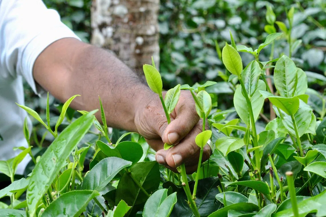 The fallout from Sri Lanka’s protracted financial crisis has hit the tea industry, quadrupling fertiliser, fuel and power costs. 