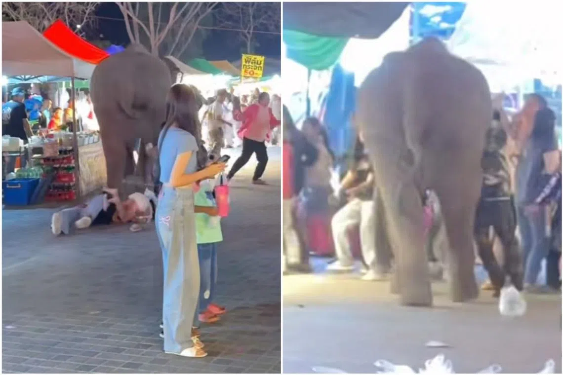 People were seen running to the left or right side of the road inside the fair compound to avoid the fleeing elephant.
