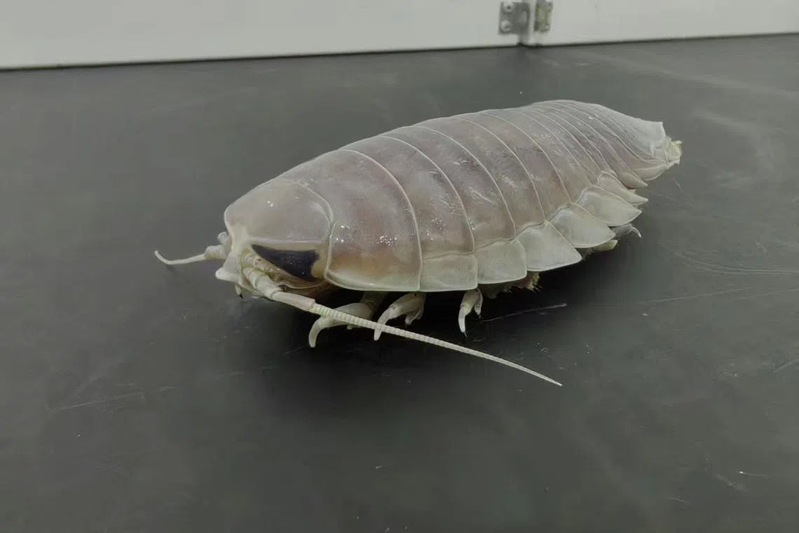 Bathynomus doederleini, a giant isopod found at about 300m below the sea surface.