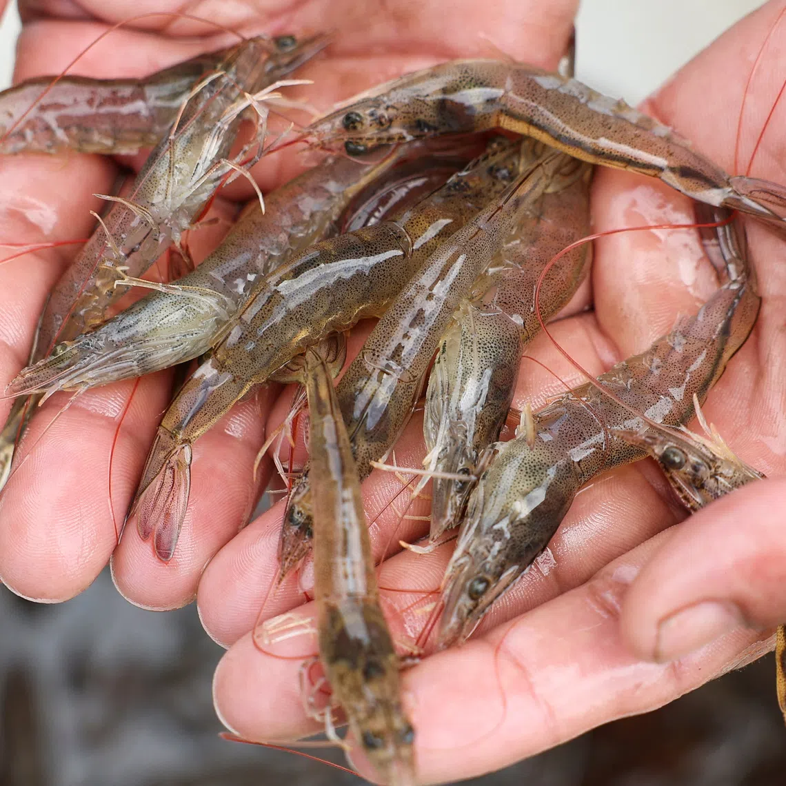 SFA said that based on their records, there was no import of the implicated product from Indonesia.