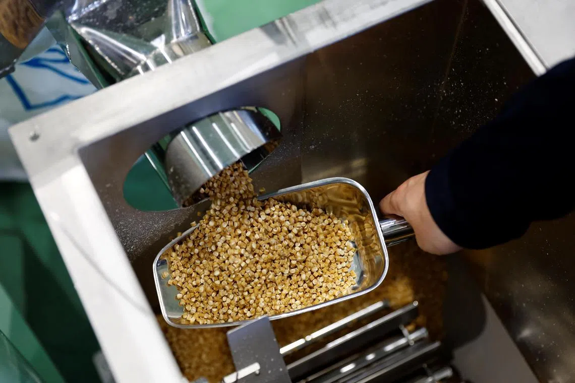 Mr Takemitsu Iwazu, President of Biomass Resin Fukushima shows plastic pellets that are being produced in a factory line.
