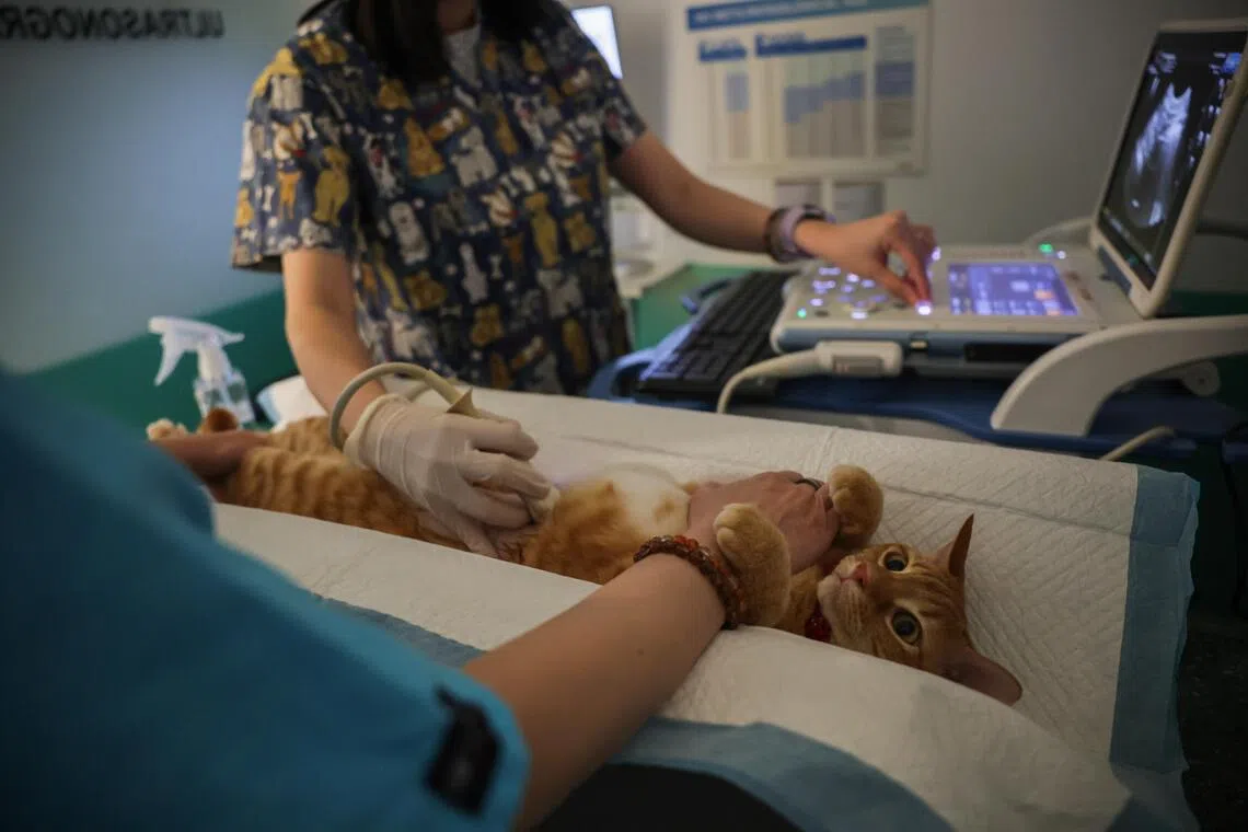 X-ray imaging helps veterinarians diagnose internal problems that animals often conceal until they become seriously ill. While some owners question the cost of such diagnostics, vets argue they are frequently necessary given the overlap in how diseases present in animals.