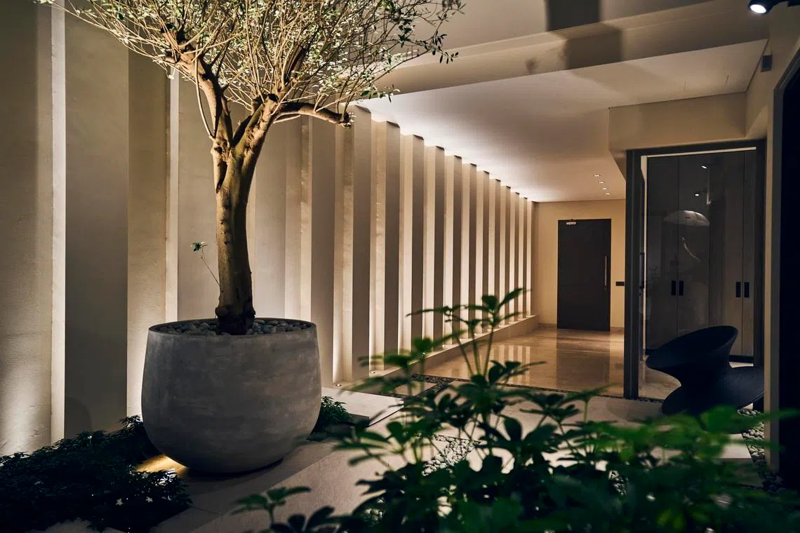 The courtyard is framed by vertical lines and an olive tree.