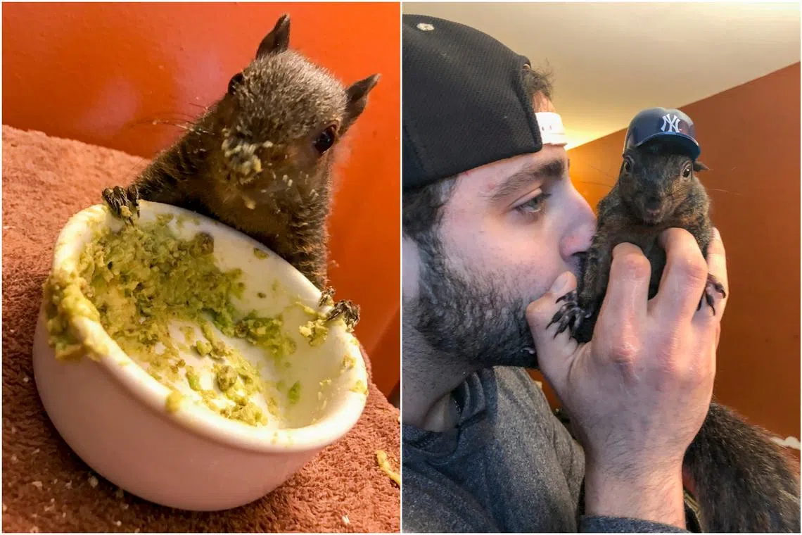 Mark Longo and P’Nut, a pet squirrel with a popular Instagram page. 