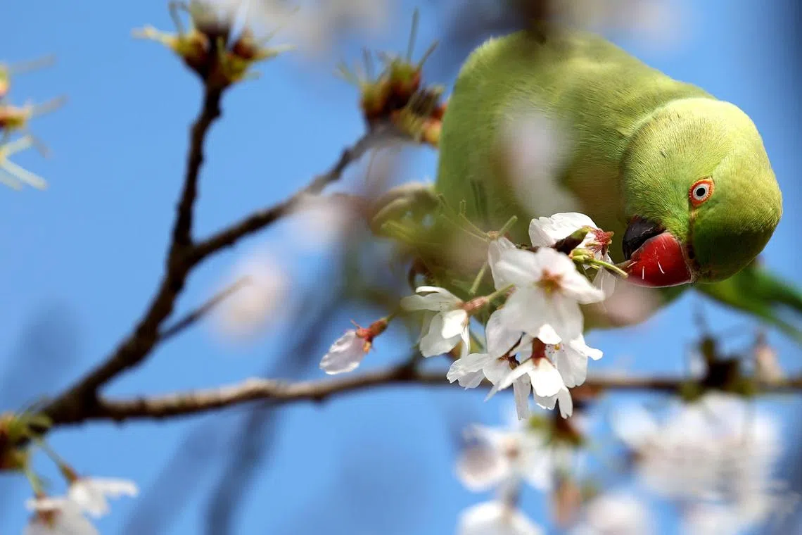 epa11220149 A parakeet nibbles on blossoms on a tree in St James' Park in London, Britain, 14 March 2024.  EPA-EFE/NEIL HALL