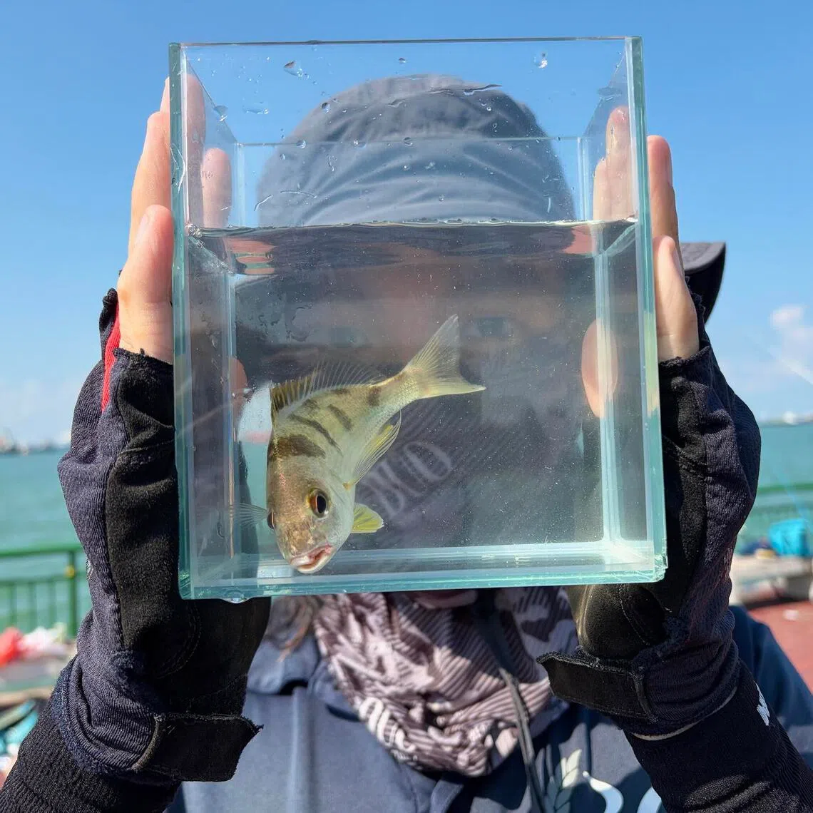Singapore Management University student Andriel Cheong, 24, observing a saddle grunt caught at Bedok Jetty on June 14.