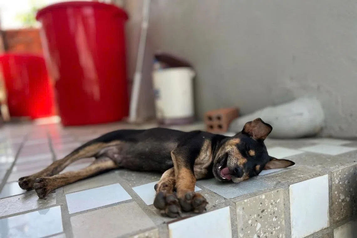 Barbecue, the Phu Quoc Ridgeback pup named for his love of barbecued fish, takes a break from welcoming guests at Cosian Bay Resort in Phu Quoc, Vietnam’s largest island. 