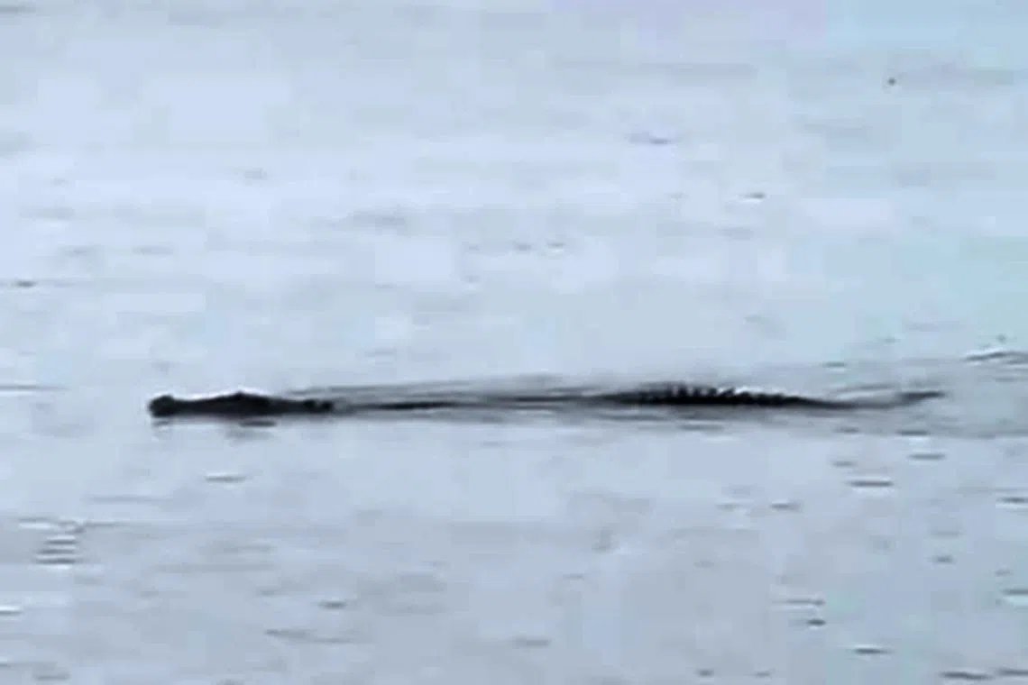 hscroc09 - In a video posted on Facebook group Singapore Wildlife Sightings on July 8, a long crocodile is spotted swimming in the waters near Yishun Dam. As at July 9, the video chalked up 193,000 views and the post had more than 1,200 shares. Credit: FACEBOOK/SINGAPORE WILDLIFE SIGHTINGS/TOH WILSON