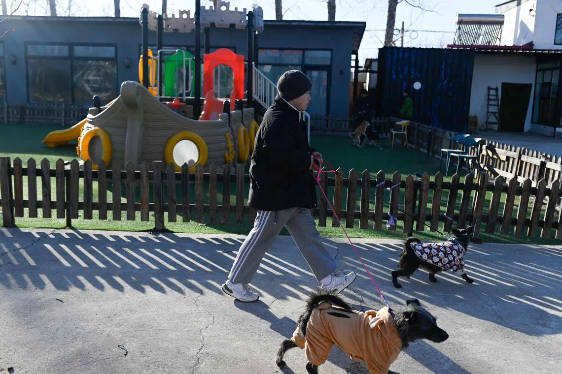 A handler walks dogs at a dog hotel during the upcoming lunar new year in Beijing on January 20. 