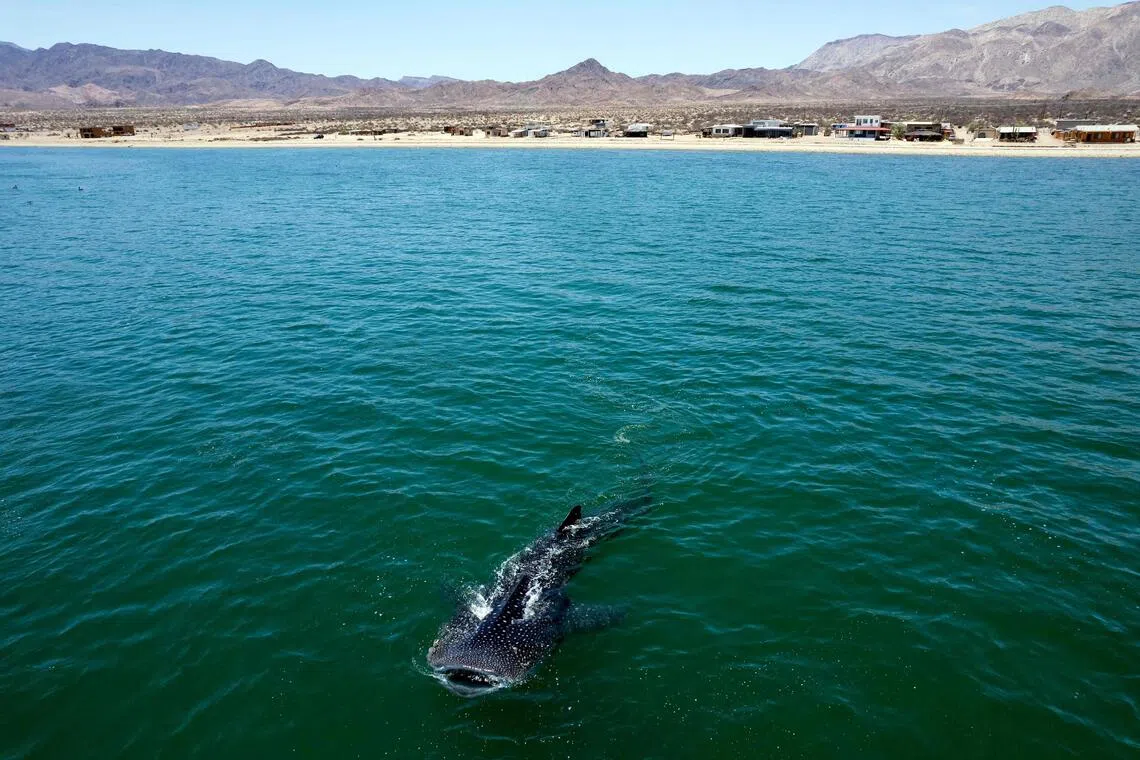 Whale sharks, manta rays and devil rays were moved onto Appendix I after countries on Nov 27 did the same for the critically endangered oceanic white tip shark.
