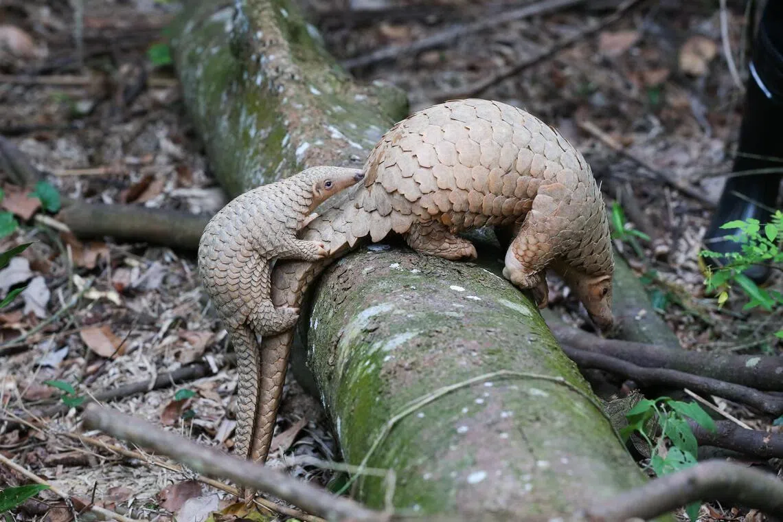 Sunda pangolins, like those at Mandai Wildlife Reserve, often carry their young on their tails as they forage. The baby in this 2014 file photo, named Radin, is the father of the new pup born in March 2026.
