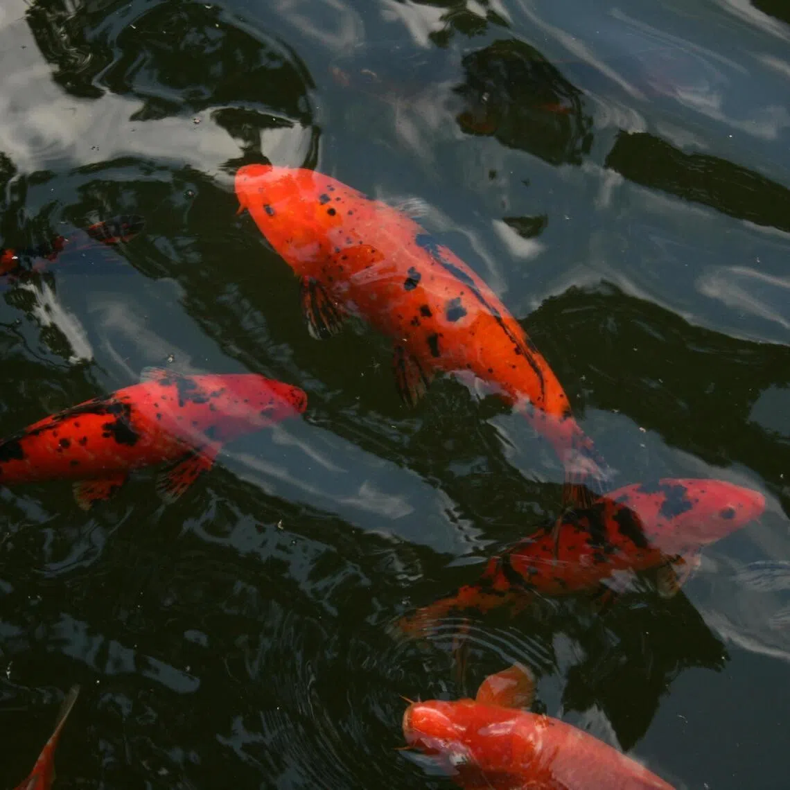 Sabah minister Jamawi Jaafar said the Koi Herpesvirus is a dangerous pathogen affecting fish from the Cyprinidae family, and classified as a high-impact aquaculture disease with extremely high mortality rates.