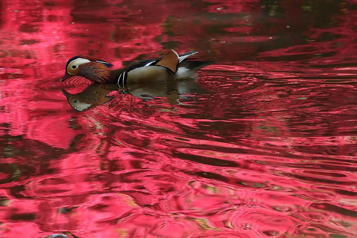 A mandarin duck swimming through reflections of spring colours in Richmond Park in London, Britain, April 28, 2025. 