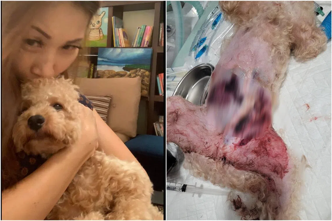 The Maltipoo, owned by Jennifer Fan, suffered injuries that required surgery and intensive care in a veterinary hospital. 