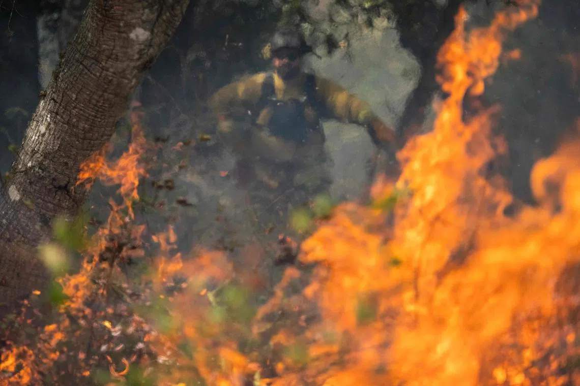 (FILES) Alberto Bonilla, an environmental scientist with California State Parks, monitors a prescribed burn at Wilder Ranch State Park near Santa Cruz, California, on October 13, 2023. In a forest in northern California, a line of people spread out through the trees, setting fire to shrubs and fallen branches in an act of intentional arson aimed at making the woodland better able to cope with future conflagrations.
The operation near Santa Cruz is part of a growing number of prescribed burns intended to reduce the amount of fuel that can feed natural wildfires in an era when human-caused climate change is increasing the likelihood of devastating blazes. (Photo by Nic Coury / AFP)
