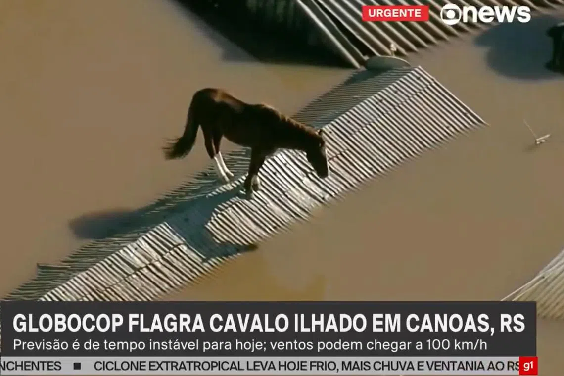 With the help of army vets, rescuers secured the horse and loaded it into an inflatable boat to take it to safety.