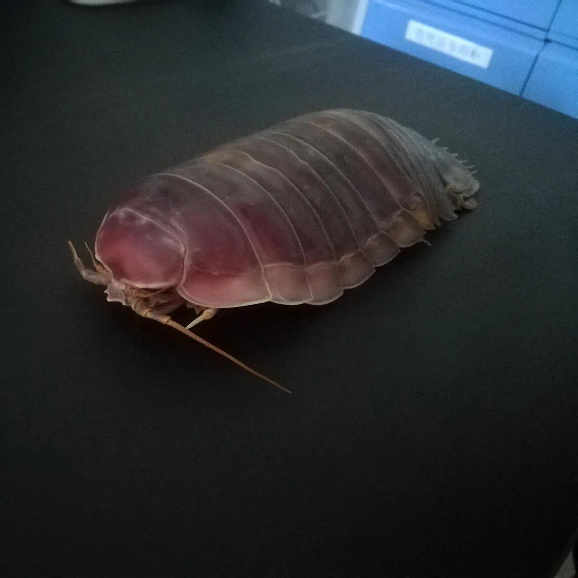 The Bathynomus jamesi, a supergiant isopod found at about 900m under the surface.