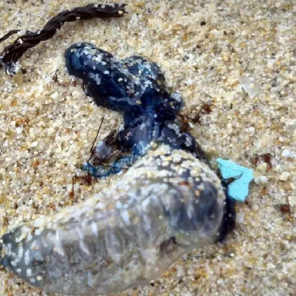 Although the Portuguese man o’ war resembles a jellyfish, it is in fact a venomous marine animal with long tentacles.