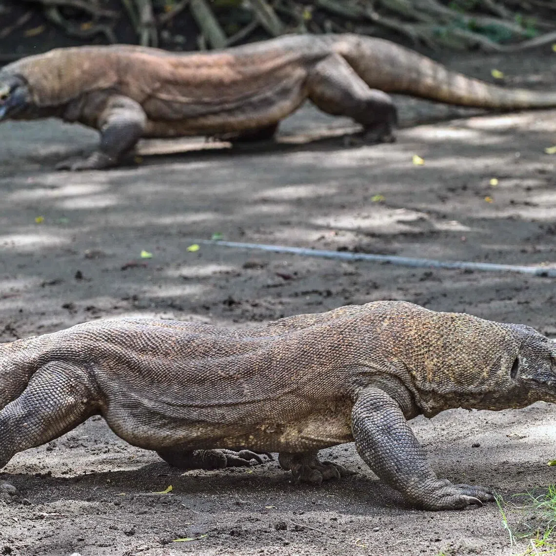 Komodo dragons are seen in an enclosure at Surabaya Zoo in Surabaya on April 29, 2026. Indonesia will lend a pair of endangered breeding Komodo dragons to Japan.