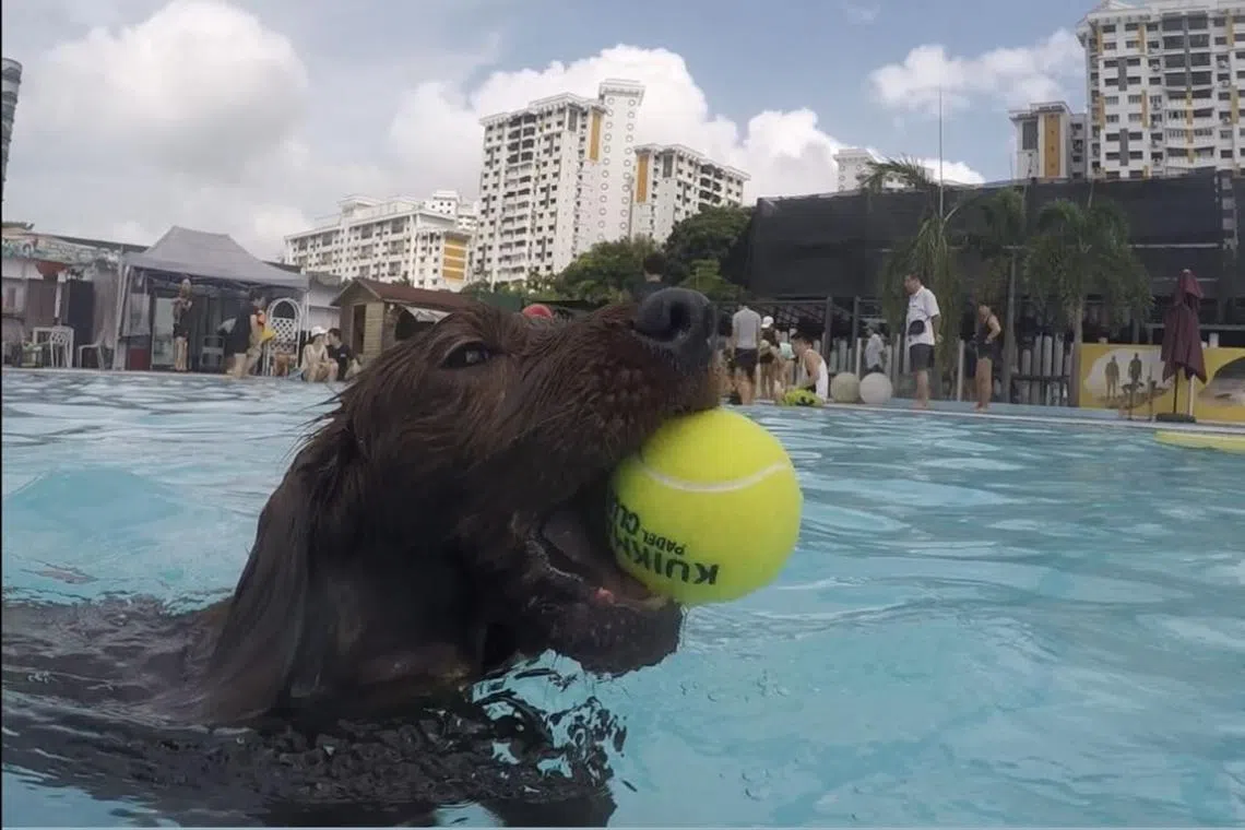 Mocha playing in the pool on March 31. 