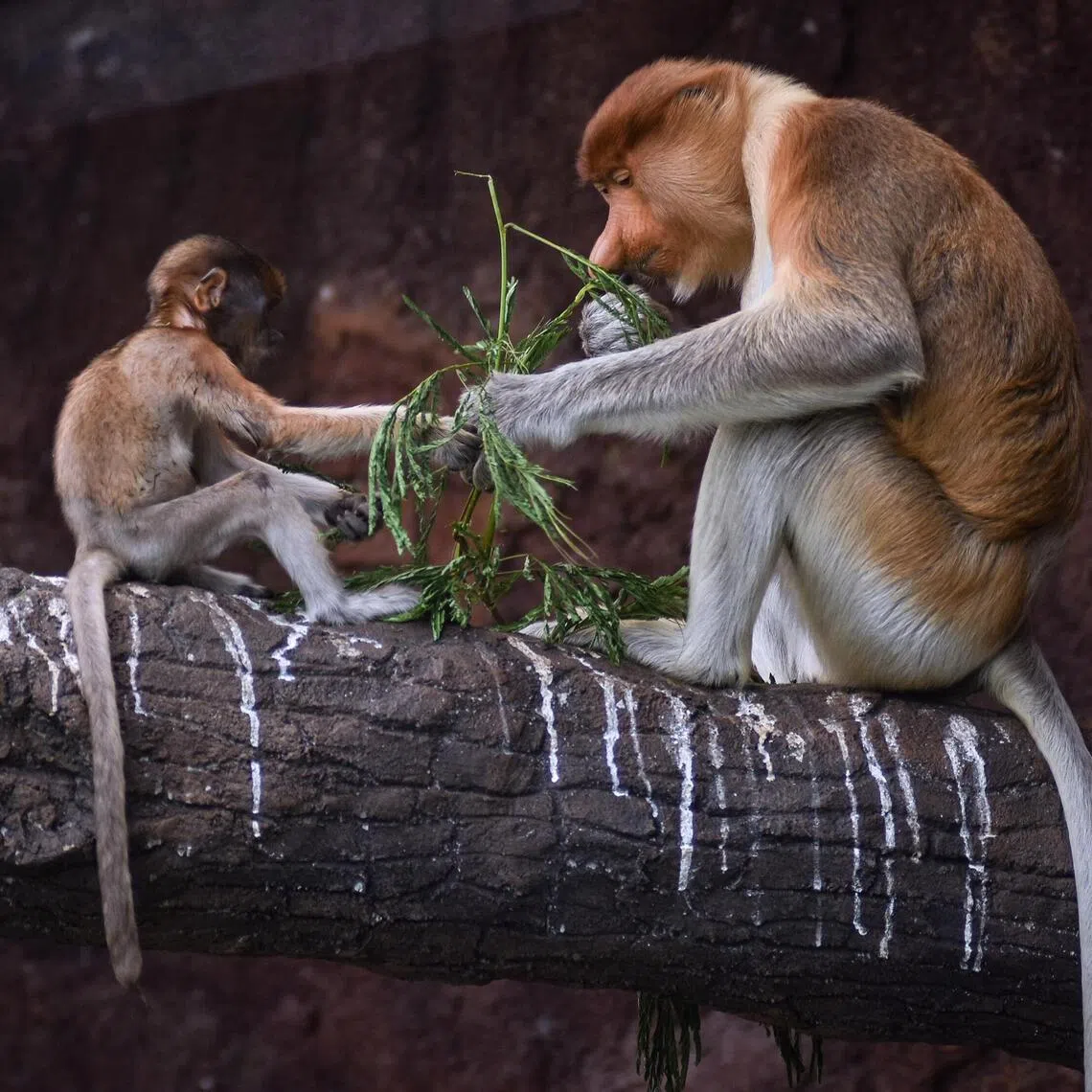 About 60 proboscis monkeys lived in the area.